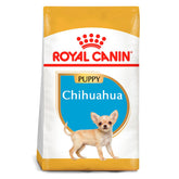 (C) CHIHUAHUA PUPPY 1.10 Kg