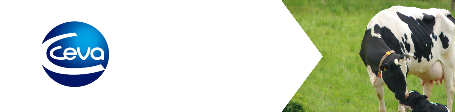Ceva