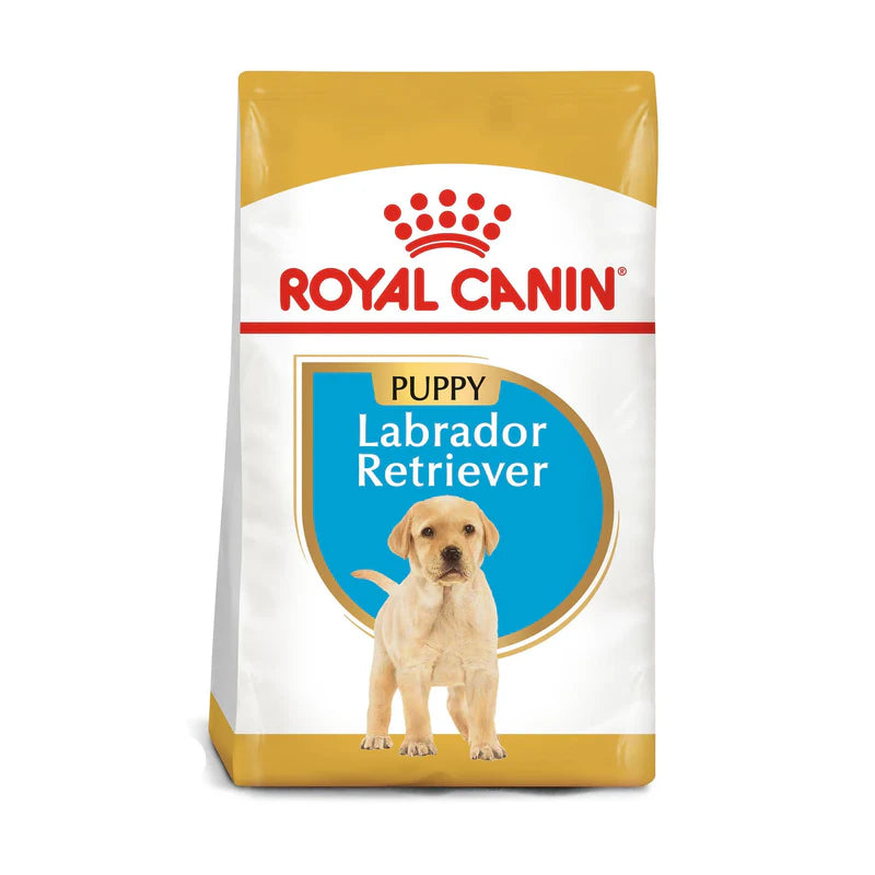 RCBN LABRADOR PUPPY 13.63 kg.