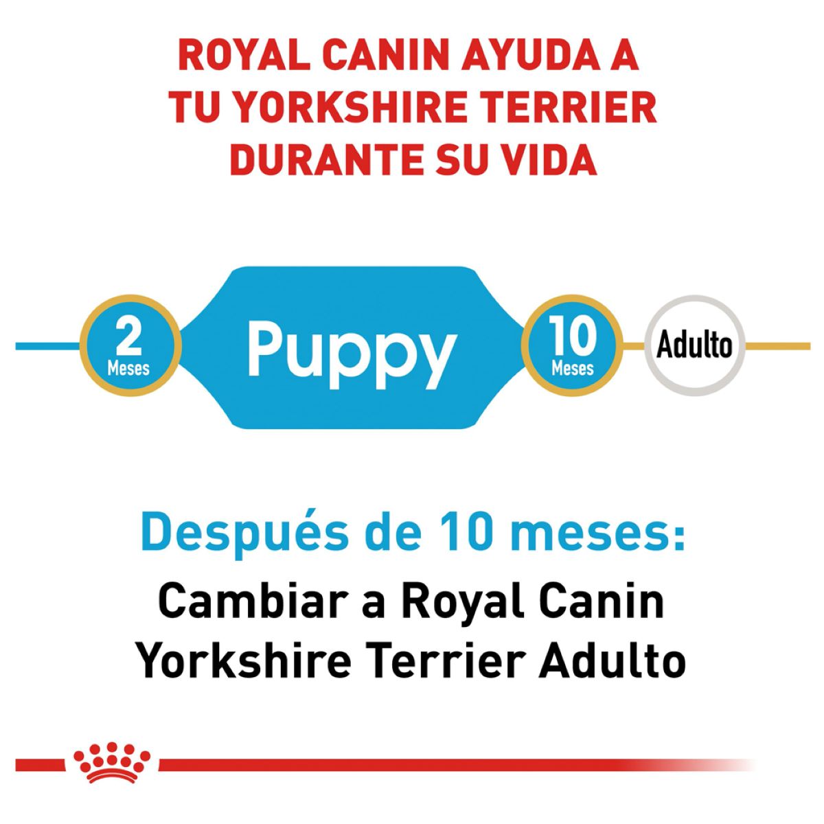 Yorkshire Terrier Puppy  1.3 Kg. Profesional