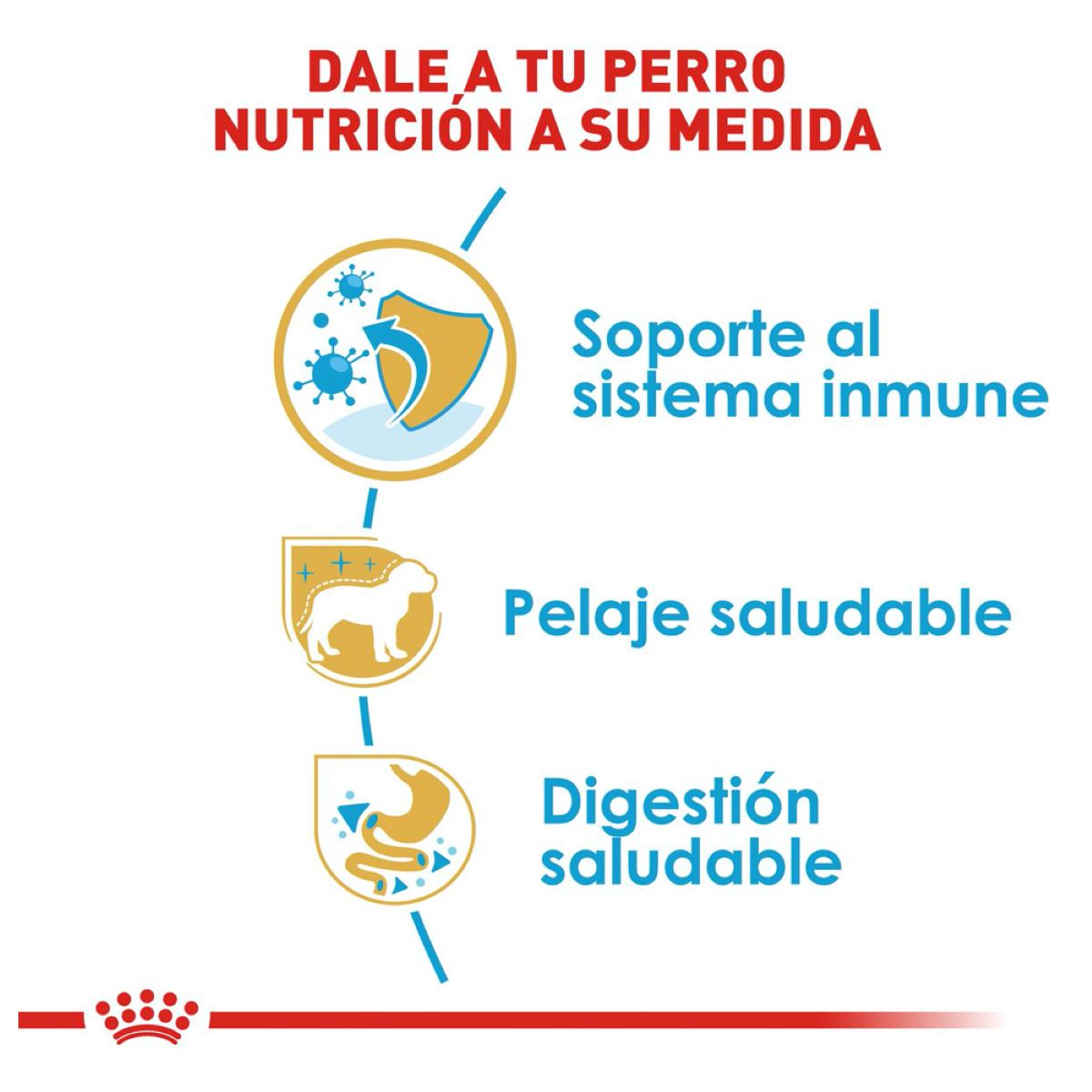 Yorkshire Terrier Puppy  1.3 Kg. Profesional