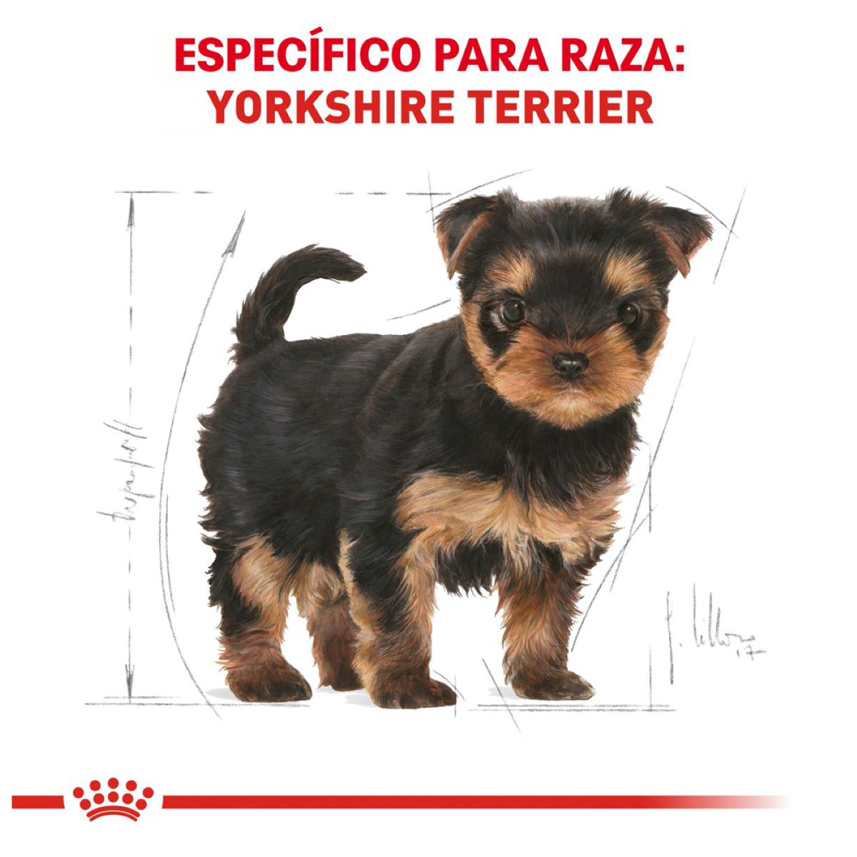 Yorkshire Terrier Puppy  1.3 Kg. Profesional