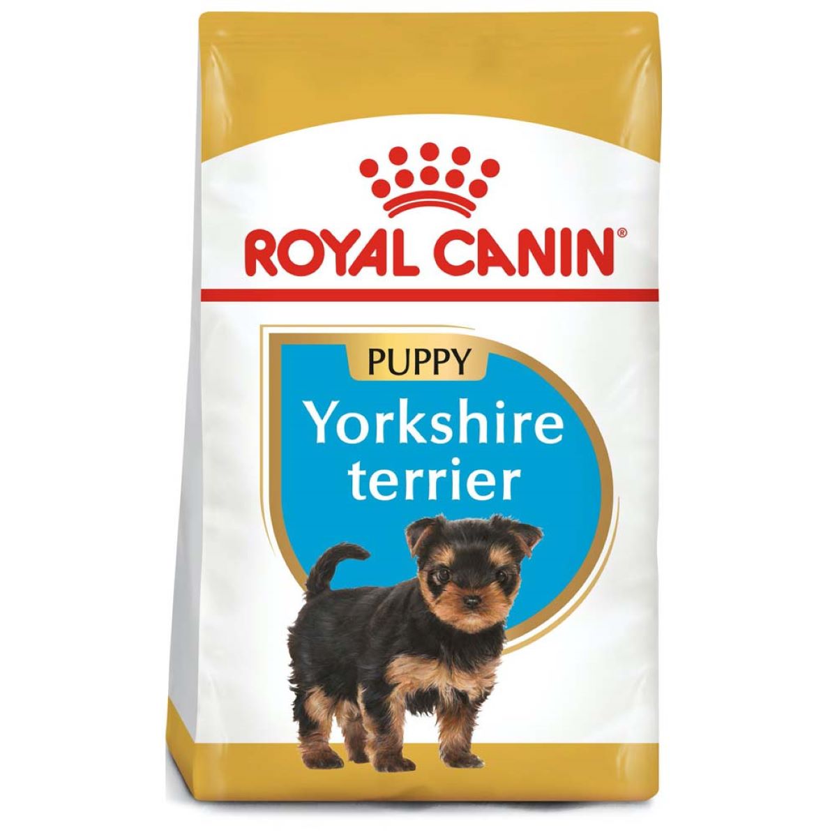 Yorkshire Terrier Puppy  1.3 Kg. Profesional