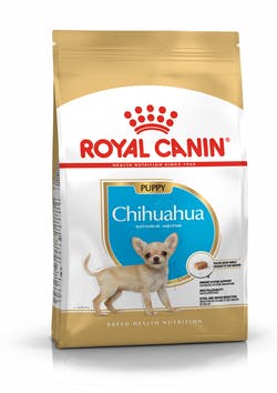 CHIHUAHUA PUPPY 1.14 KG