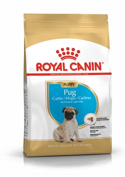 PUG PUPPY 1.1 KG